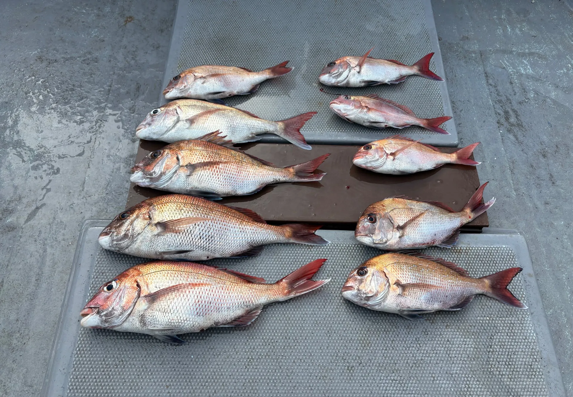 鯛ラバ便で出船❣️