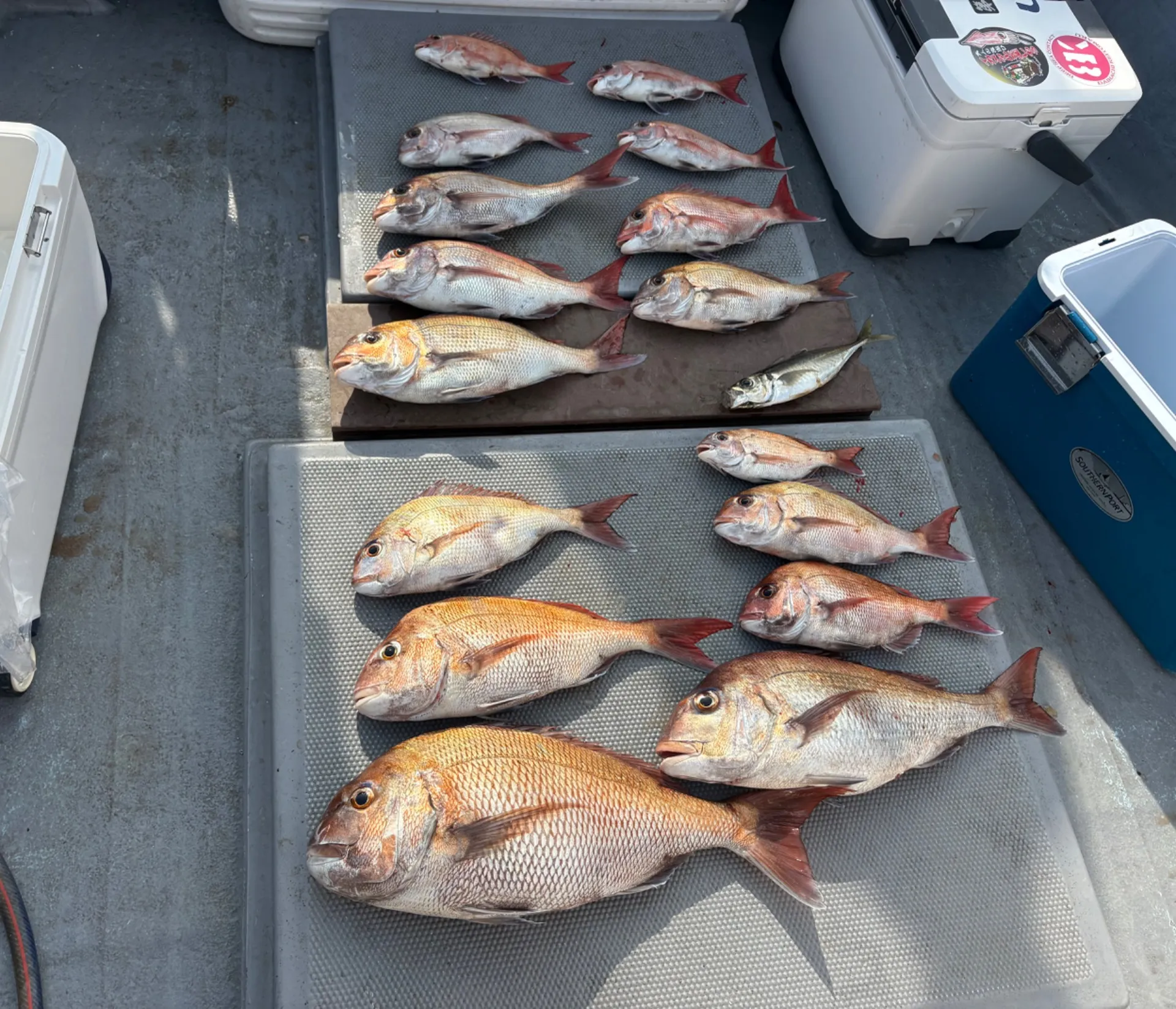 鯛ラバ釣果❣️