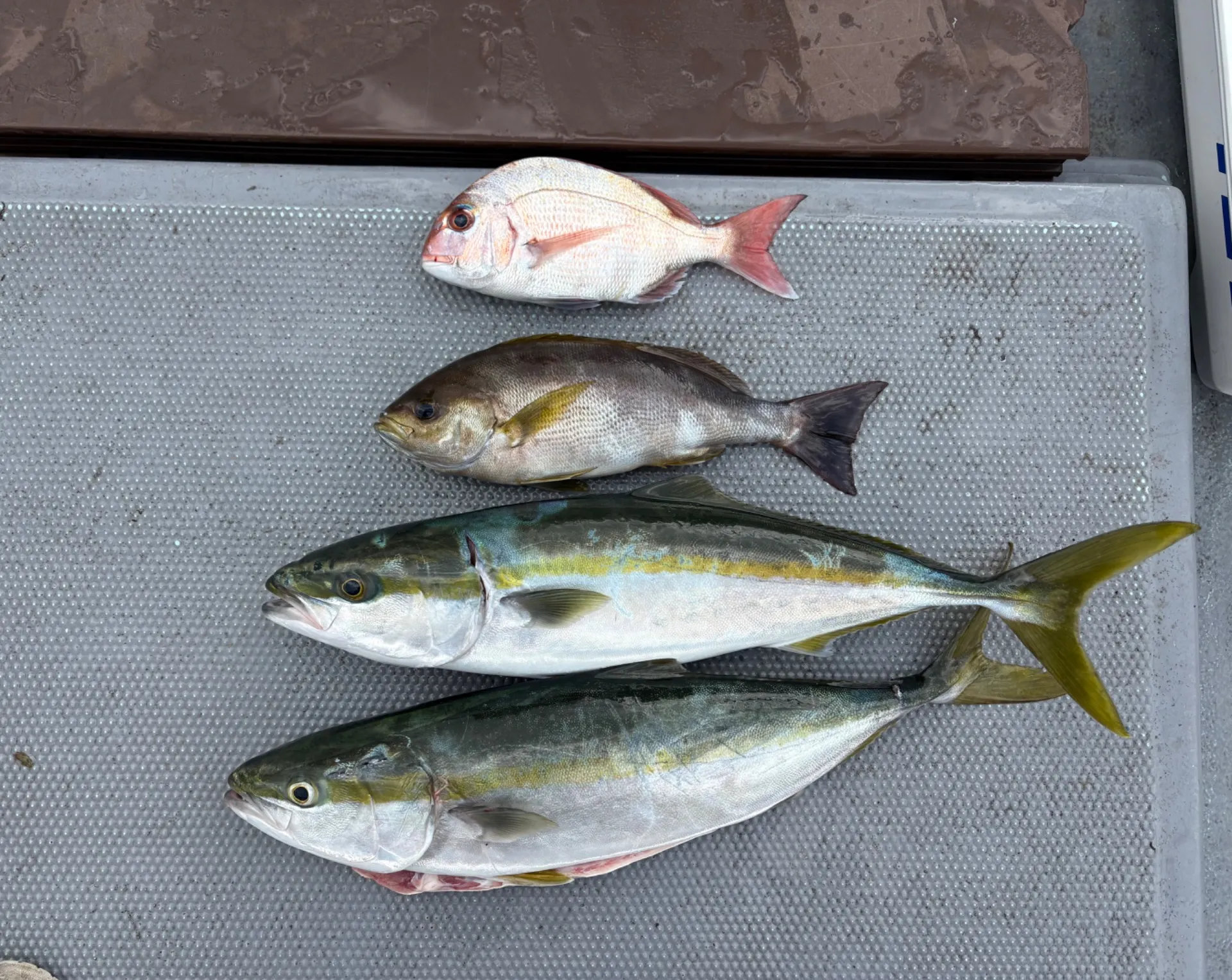 落とし込み釣果!