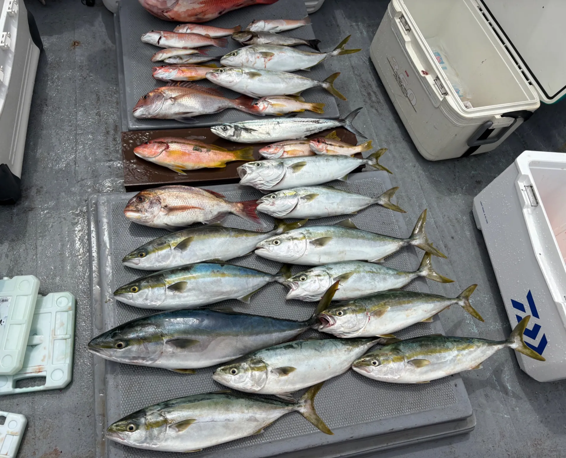 落とし込み&白甘鯛釣果!